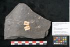 Foto (Objekt + Etikett) von Neuropteris sp.  (NHMW-GEO-2024-0188-10690)